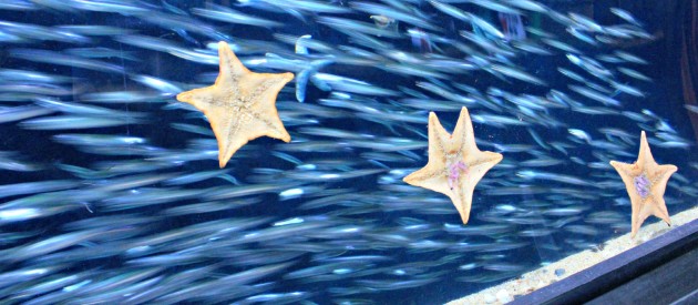 CityPASS-Aquarium-02