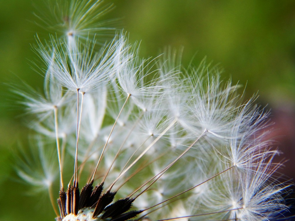 A close-up of a dandelion fluff.