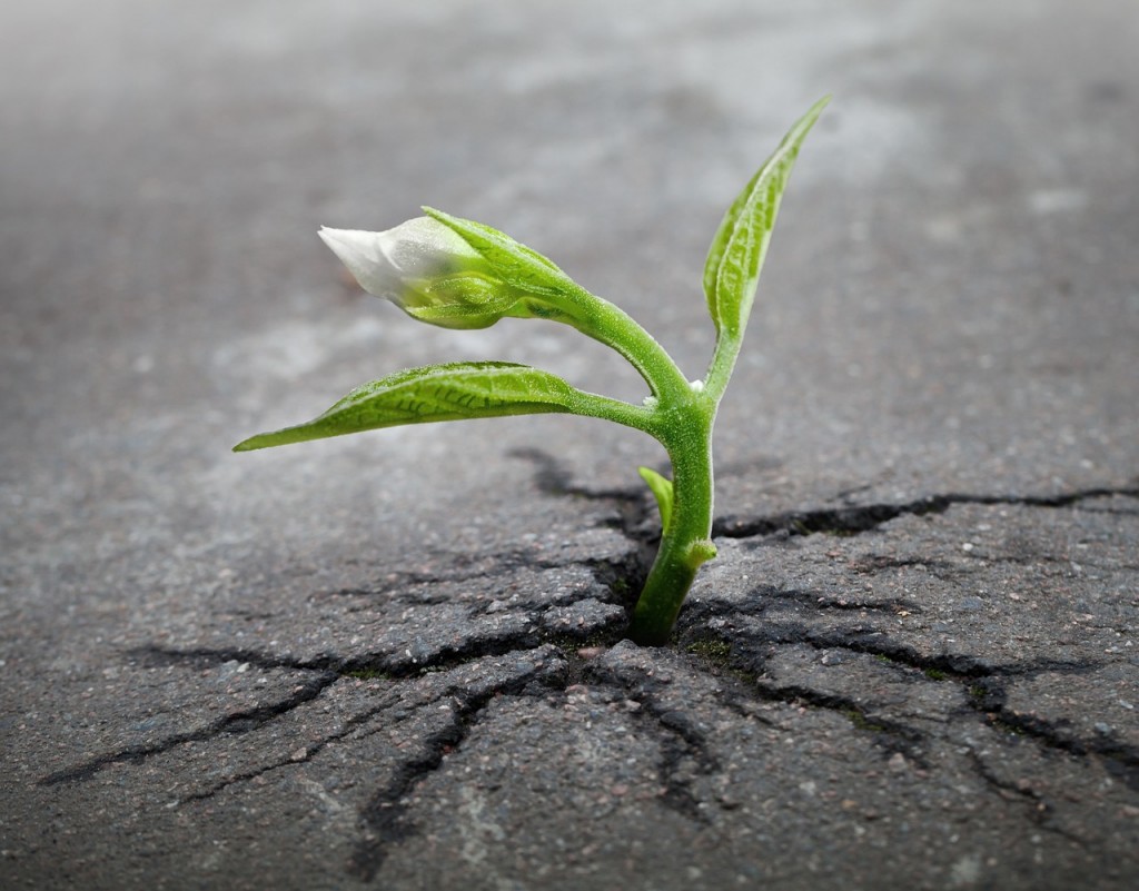 Life is about the fight--determination. A small plant grows from concrete. 