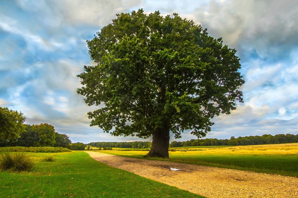 A tree stands alone in a flat field. It is massive, the simplicity of the picture is beautiful. 