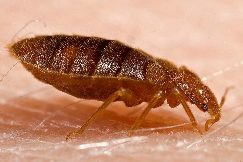 5 Tips to Fight Bedbugs While Travelling. #health
