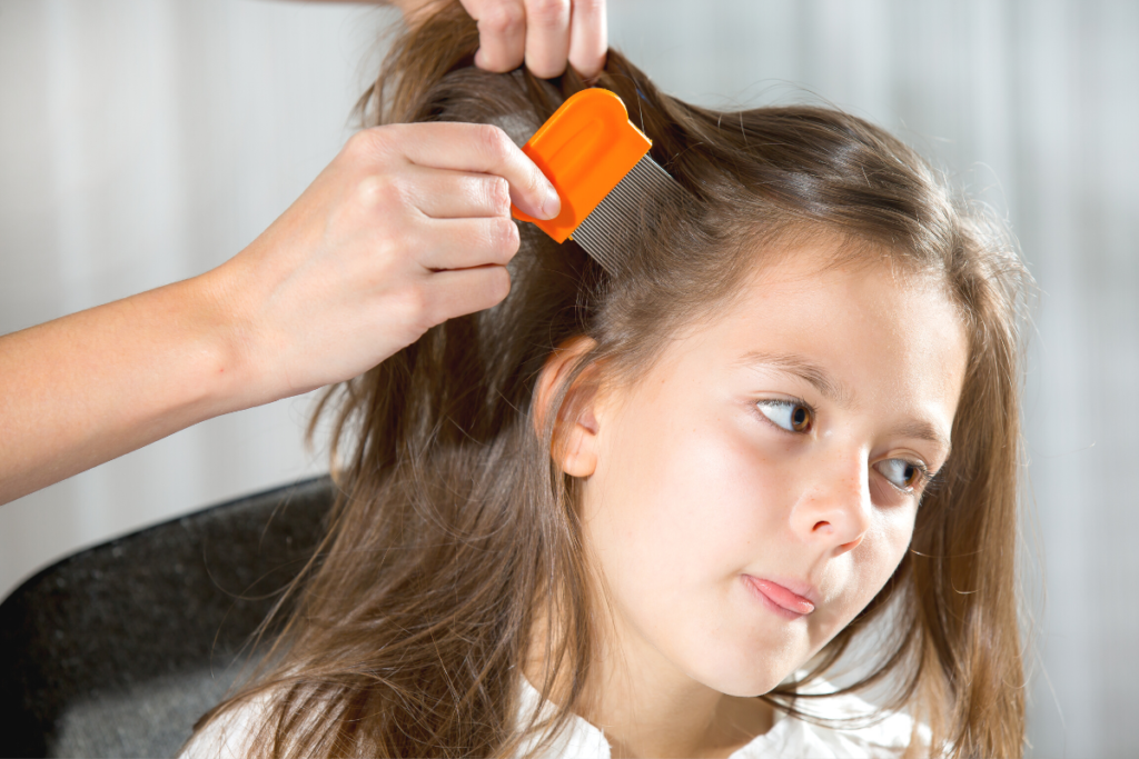 Little girl gets her hair combed for head lice.