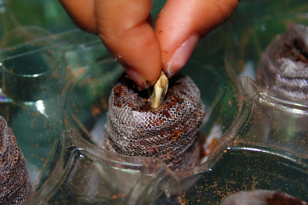 Gabby adds sunflower seeds into pod. 