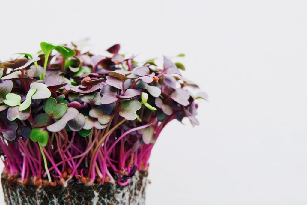 Radish sprouts growing. 