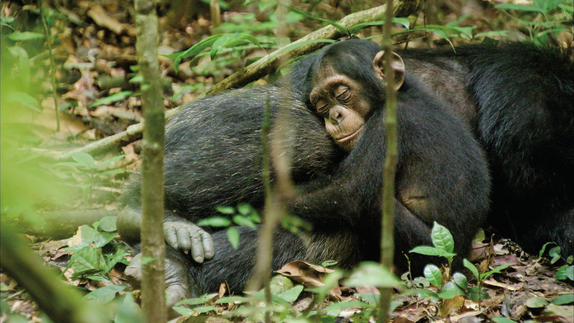 A chimp hugs his mother. 