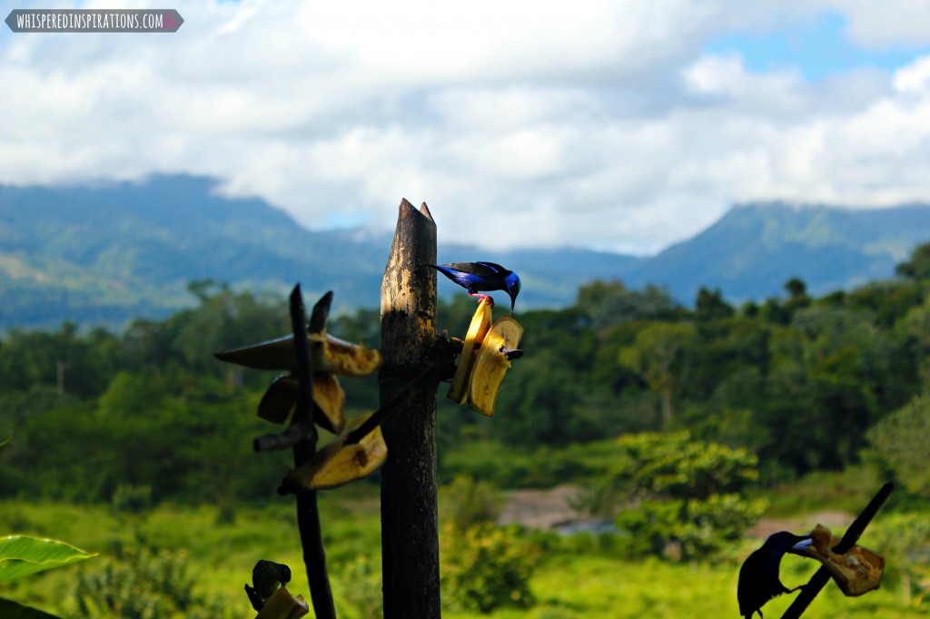 Bird eating a banana with the mountains of Costa Rica behind it.