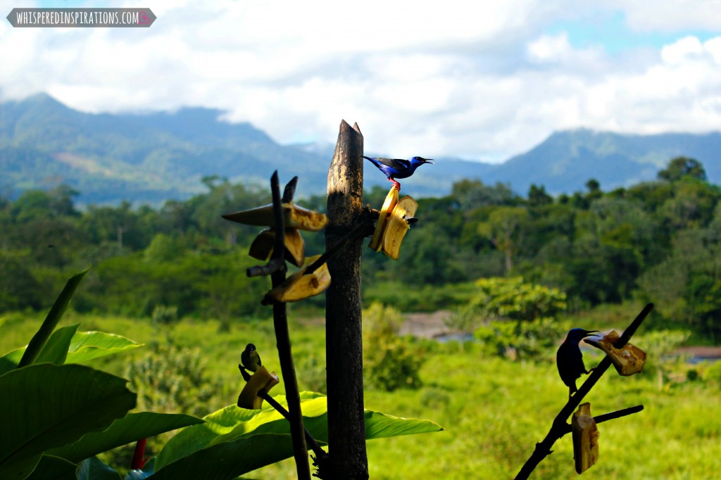 A blue bird perched on a branch with a volcano behind it.