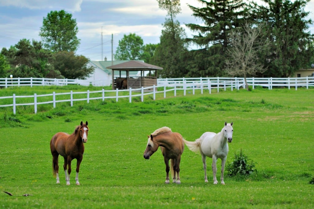 Burnbrae-Farms-01