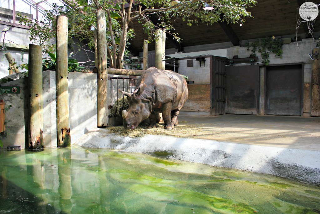 CityPASS-TorontoZoo-02