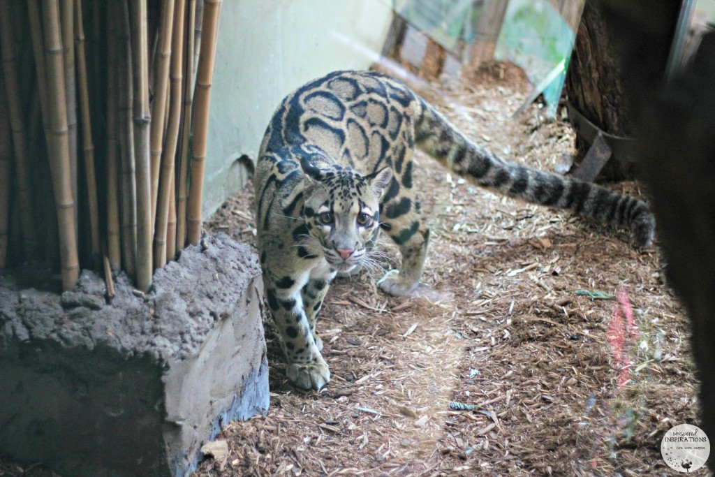 CityPASS-TorontoZoo-07