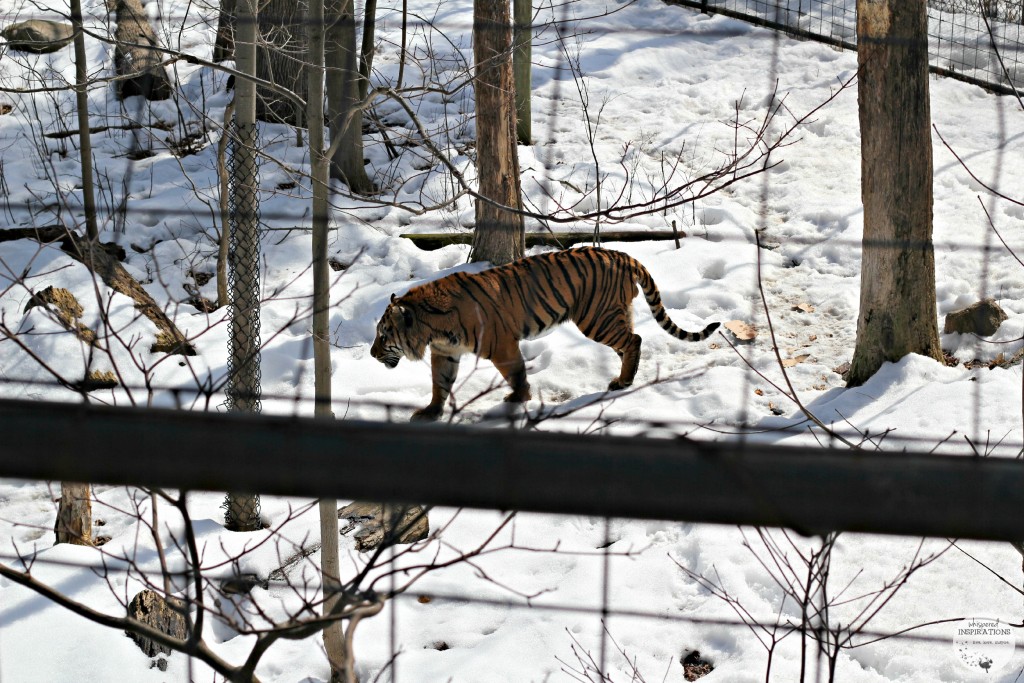 CityPASS-TorontoZoo-12