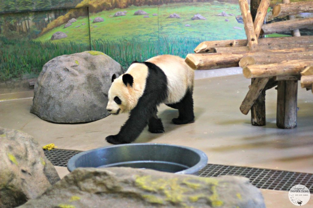 CityPASS Toronto: Spending a Day in the Toronto Zoo. #travel