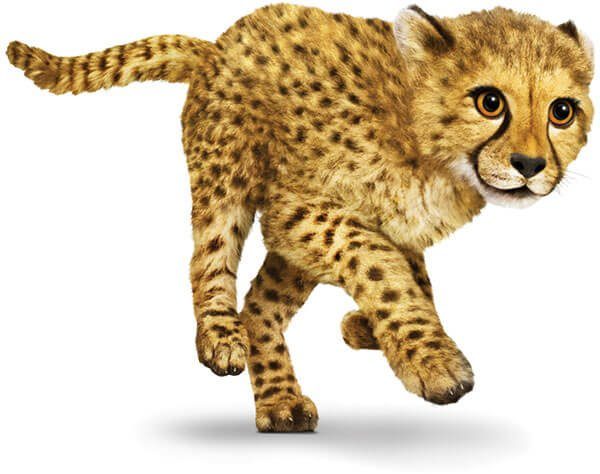 cheetah-running-fast