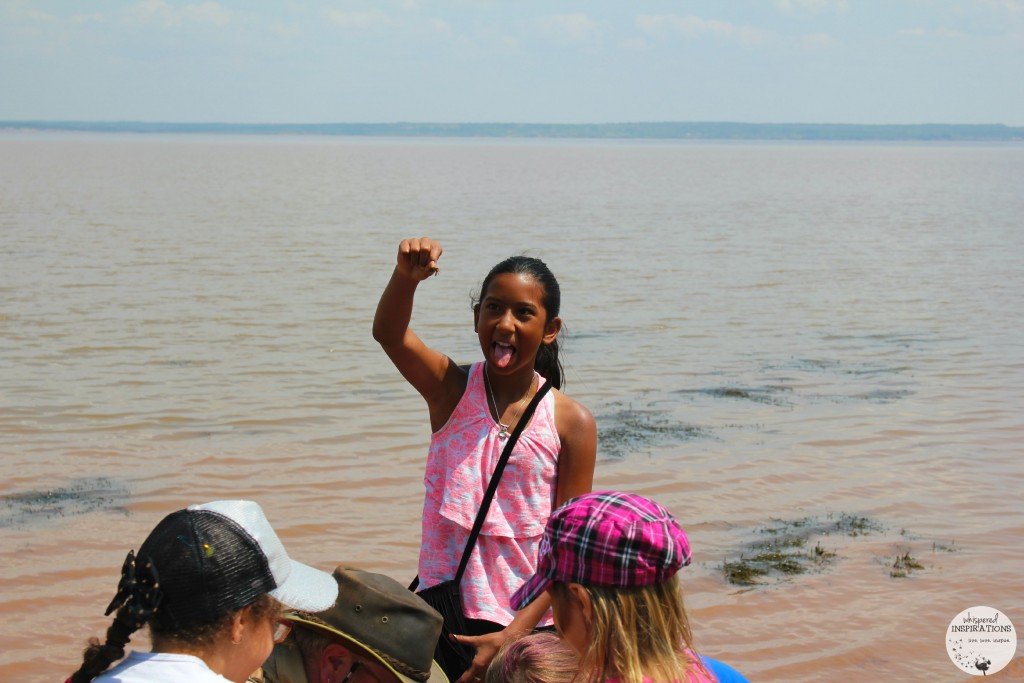 A young girl and her friends search for hermit crabs on the ocean floor at Hopewell Rocks.