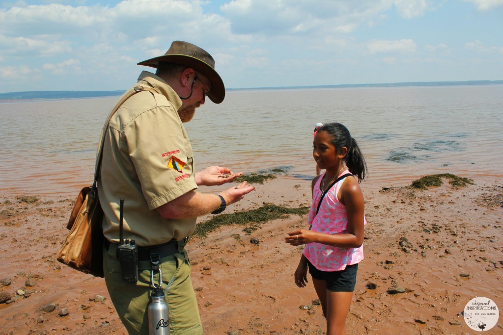 Kevin Snair shows a girl a hermit crab, the Bay of Fundy is in the distance as they walk the ocean floor at Hopewell Rocks.