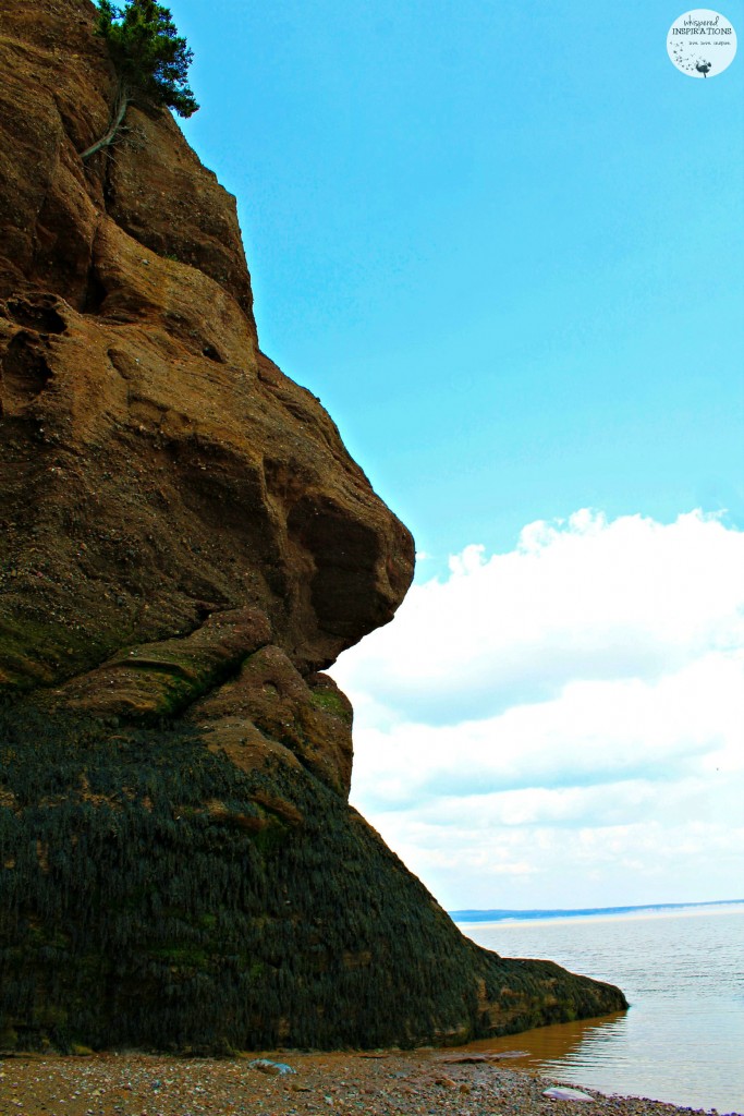 The gorgeous sky is greeted by a rock formation at Hopewell Rocks. The seaweed covers the rock formation.