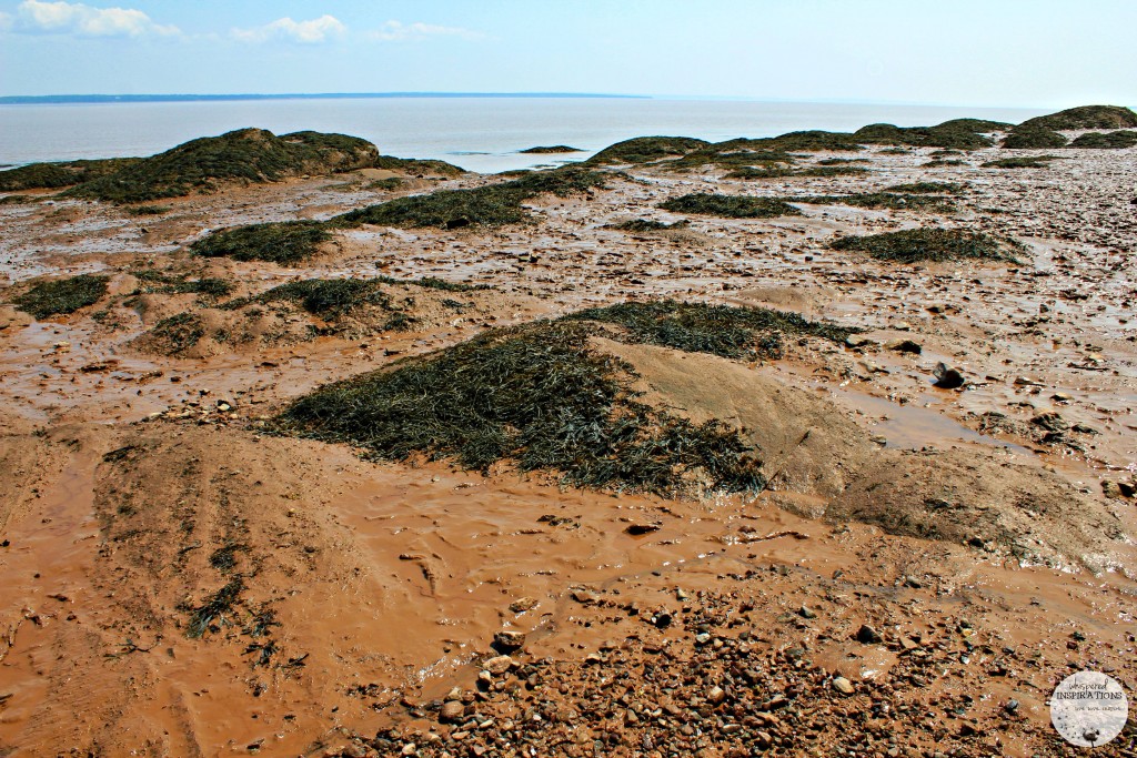 Hopewell-Rocks-10