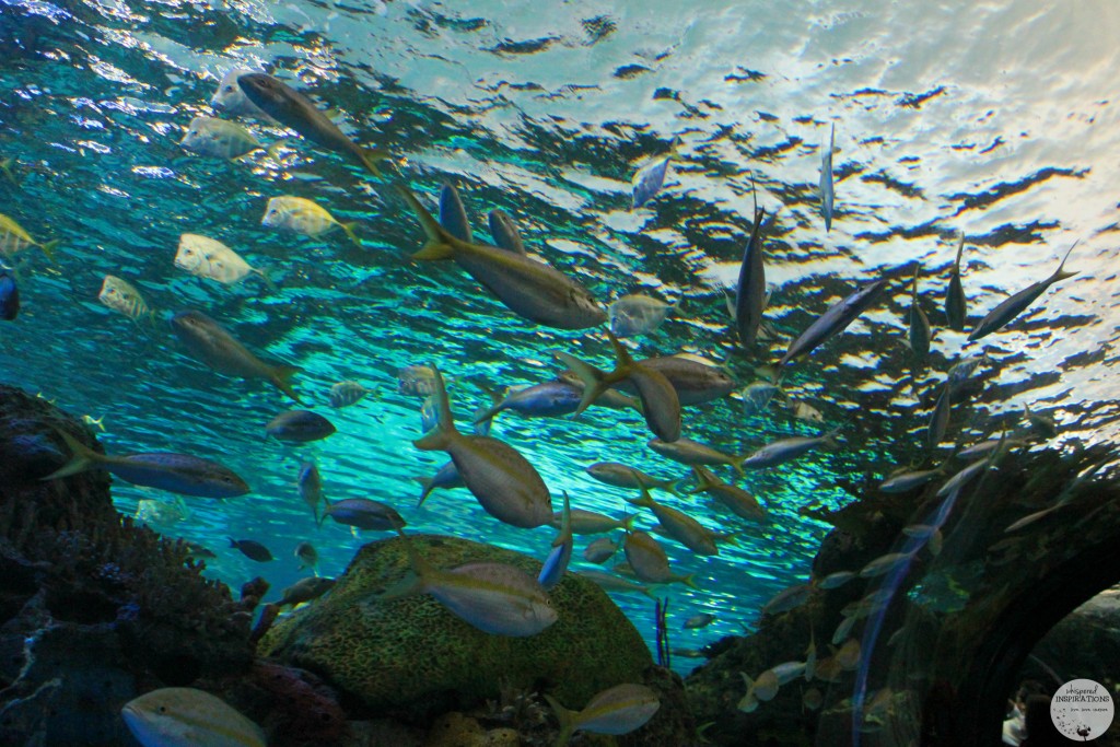 Taking Your Family to Ripley's Aquarium of Canada in Toronto! #travel