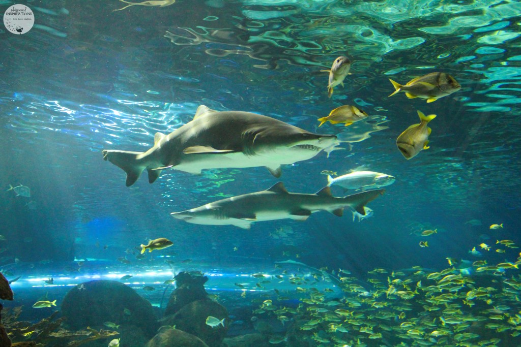 Taking Your Family to Ripley's Aquarium of Canada in Toronto! #travel