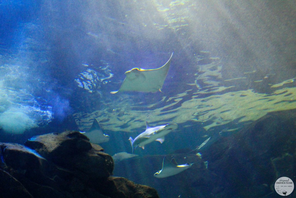 Taking Your Family to Ripley's Aquarium of Canada in Toronto! #travel