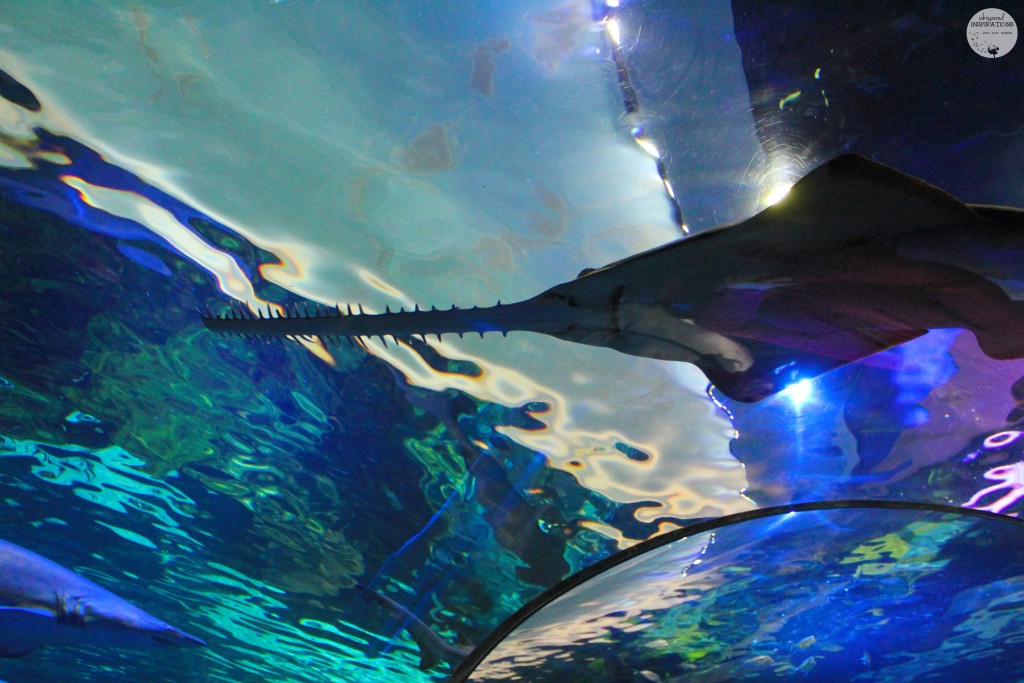 Taking Your Family to Ripley's Aquarium of Canada in Toronto! #travel