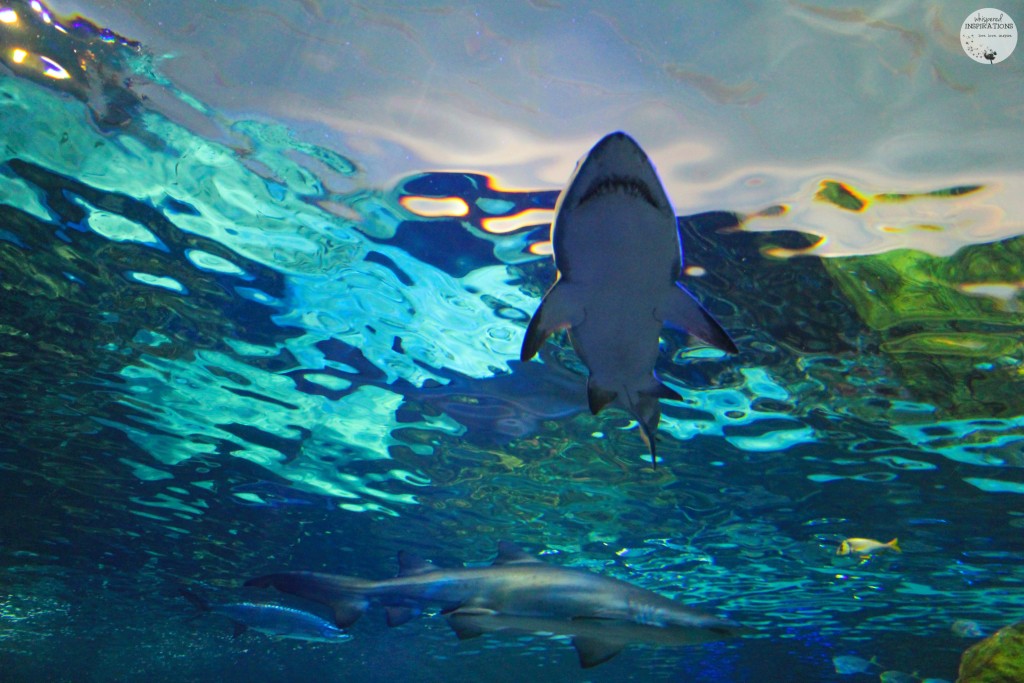 Taking Your Family to Ripley's Aquarium of Canada in Toronto! #travel