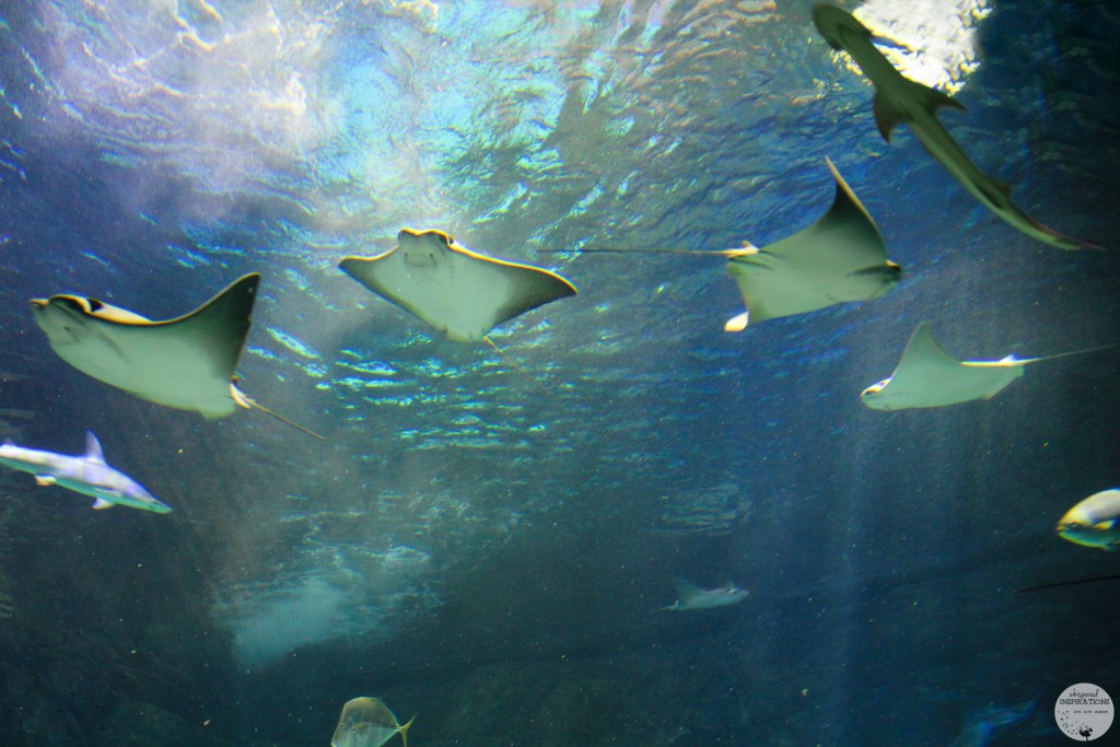 Taking Your Family to Ripley's Aquarium of Canada in Toronto! #travel