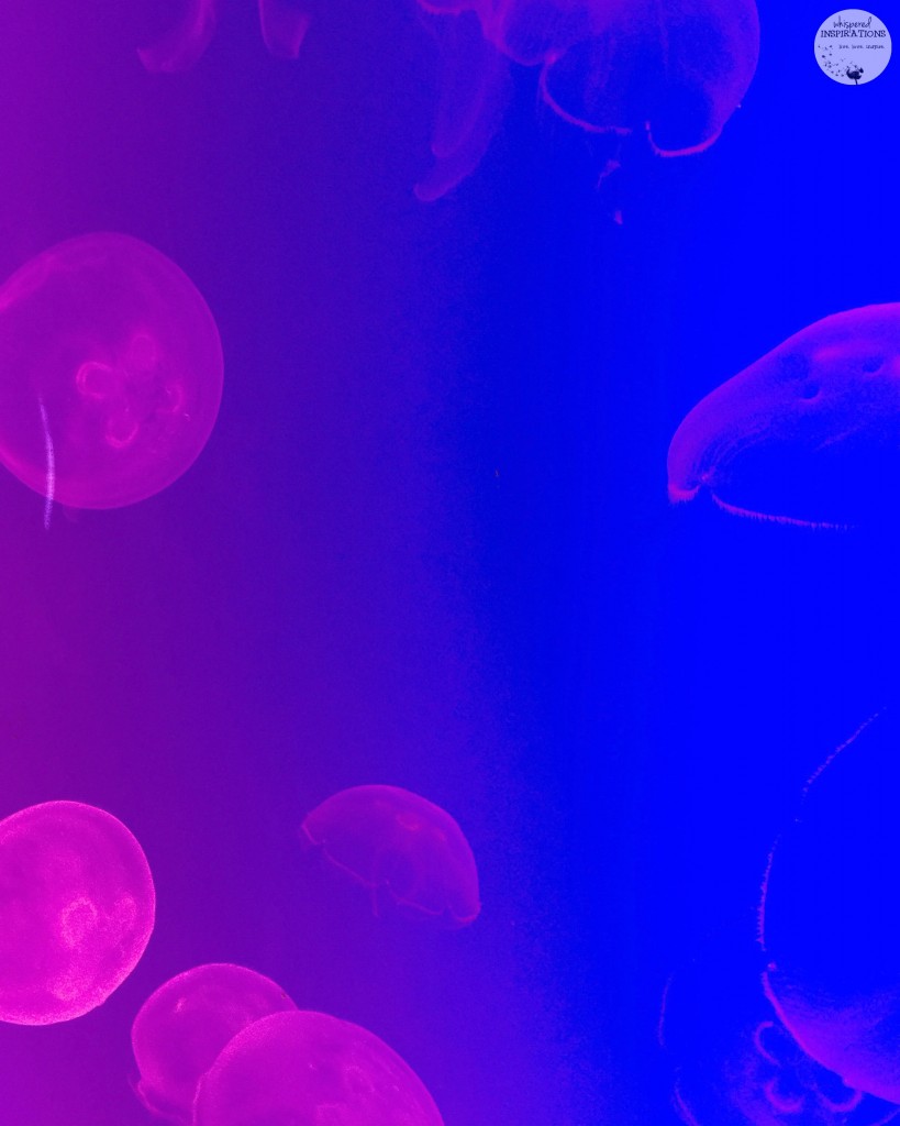 Taking Your Family to Ripley's Aquarium of Canada in Toronto! #travel