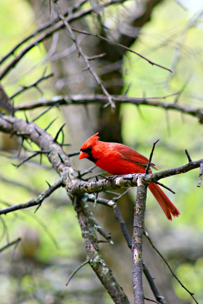 What to Pack When Hiking with Kids + Top Family Friendly Trails in Ontario! #TakeAHike