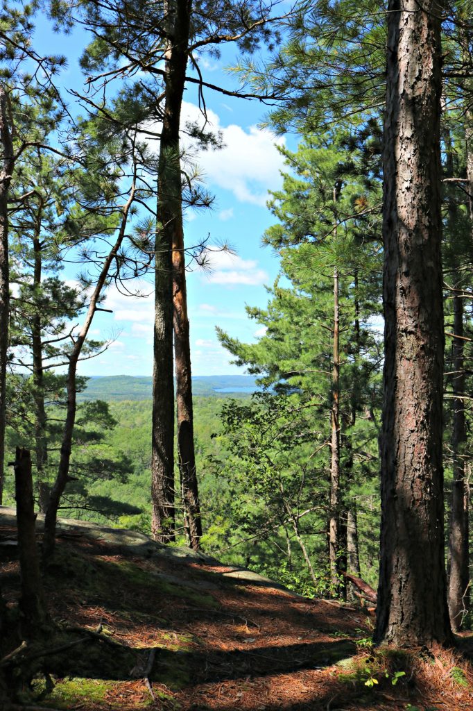 A view of Algonquin from many a trail near Couples Resort. 