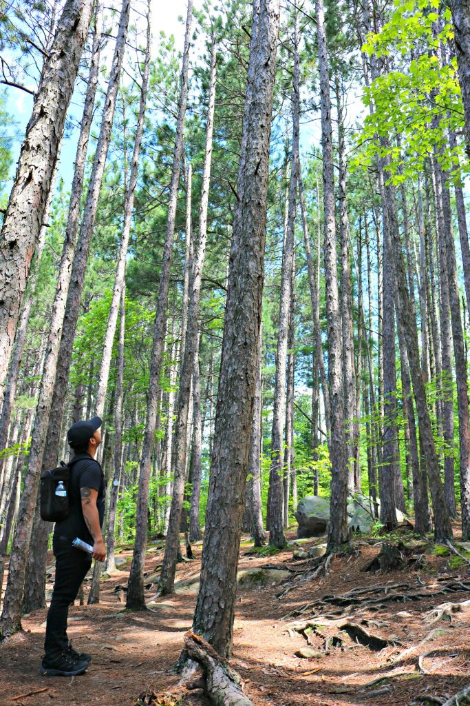 Darasak looks high at the height of the trees at a nearby trail. 