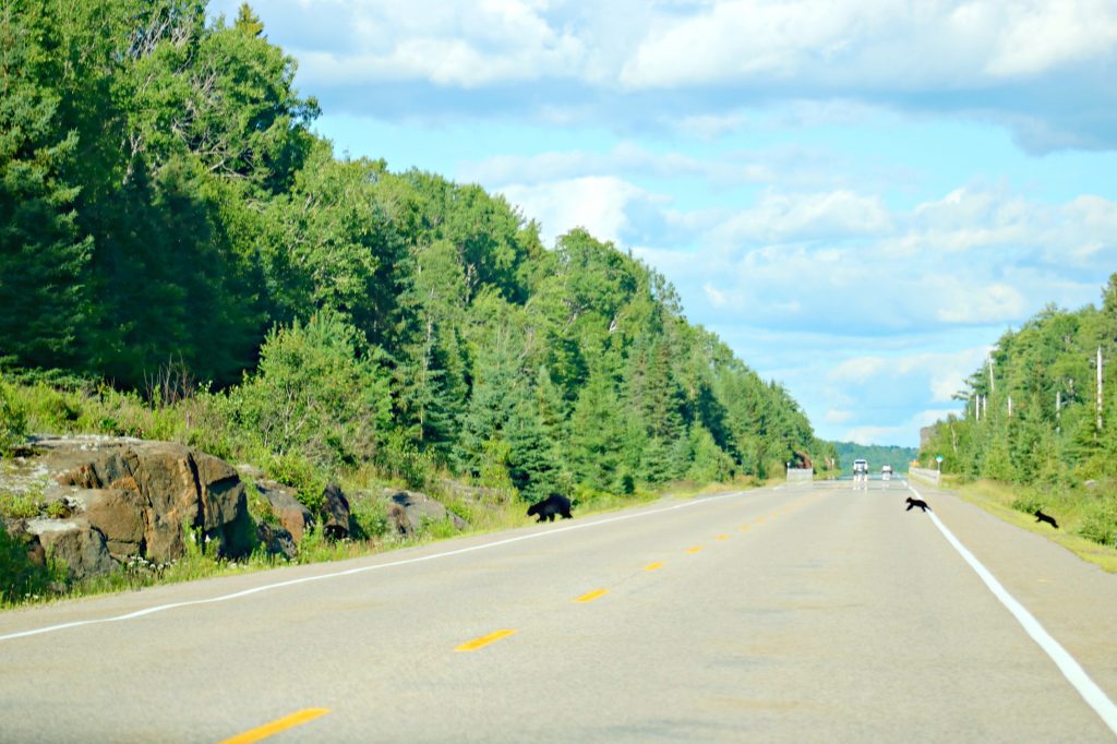 A mama black bear crosses the highway with three cubs. 