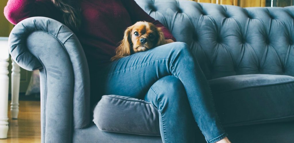 6 Pet-Friendly Furniture Ideas For Your Home