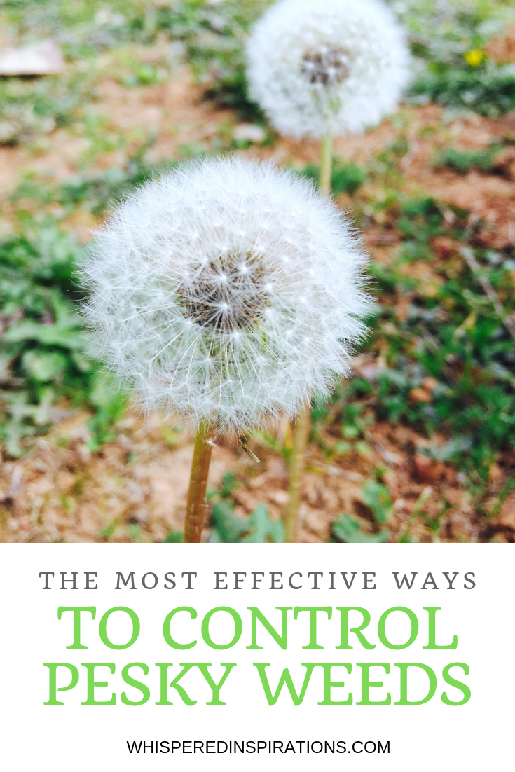 A picture of a lawn with dandelion weeds. A banner below it reads, "the most effective ways to control pesky weeds."