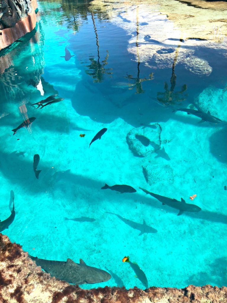 The Atlantis resort aquarium with various types of fish and sharks.