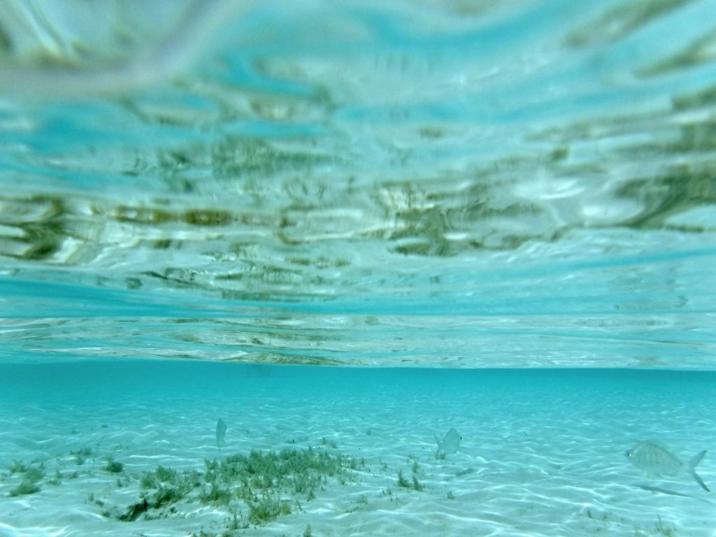 An underwater view of fish in the Bahamian sea.