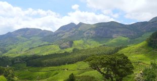 Must-Visit Places in Munnar!