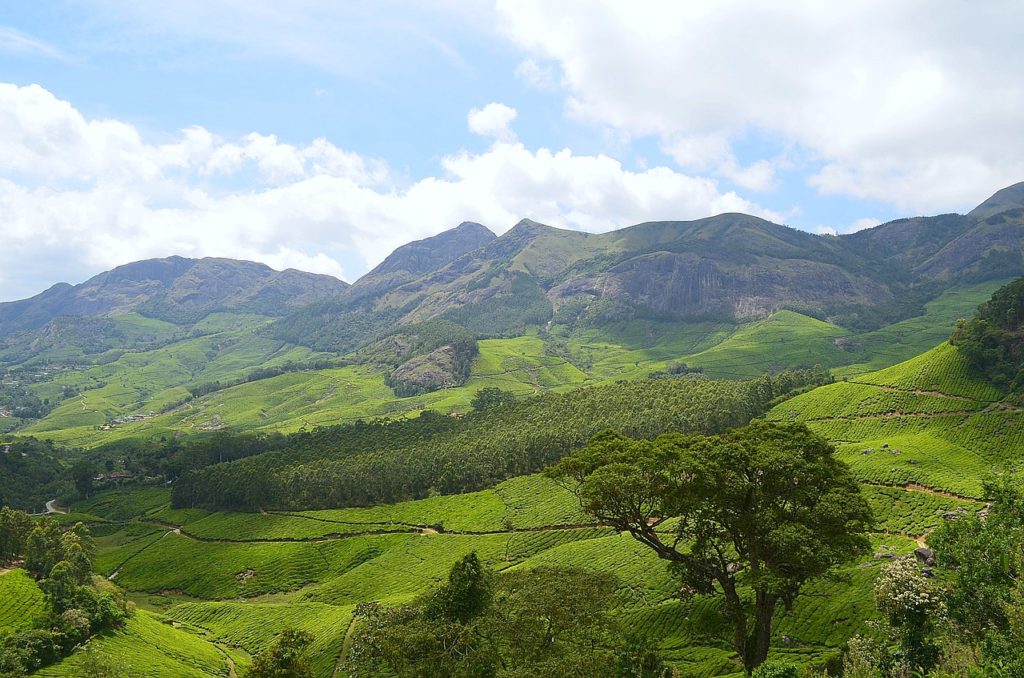 Must-Visit Places in Munnar!