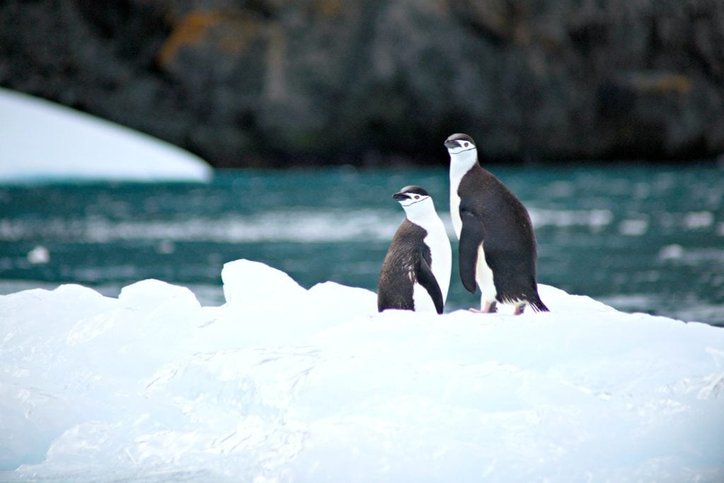 Two penguins are pictured standing together on an iceberg. This article covers Antarctica.