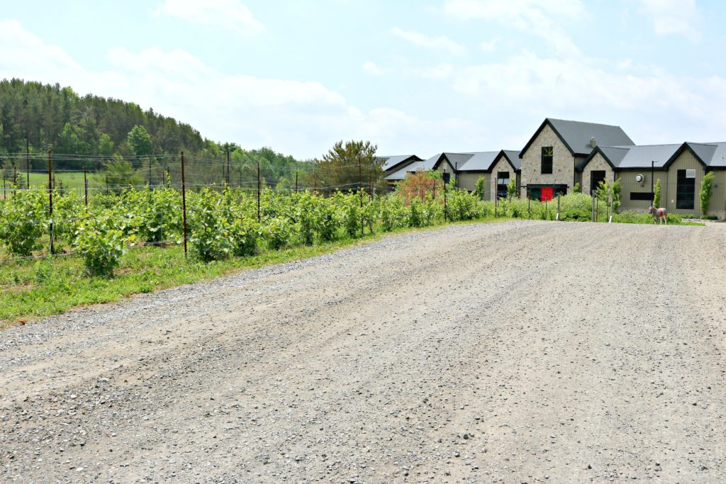 The vineyard at Adamo Estate Winery. 