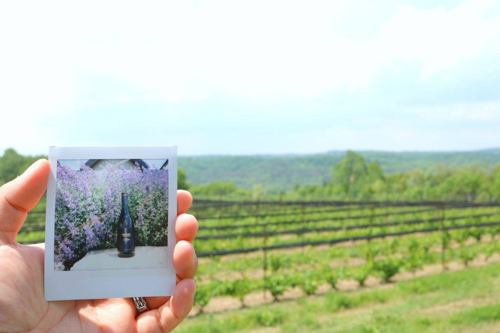 A hand holds an Instax picture of the Vidal Adamo wine against a bed of lavender, the vineyard and hills are behind it. 