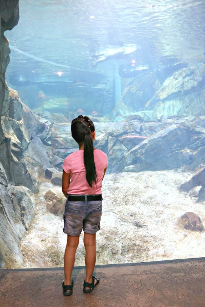 A little girl watches the otters in the exhibit at the Georgia Aquarium. 