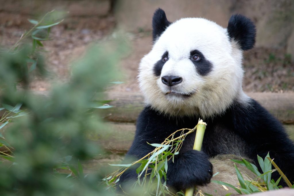 A panda eating bamboo at the Atlanta Zoo.