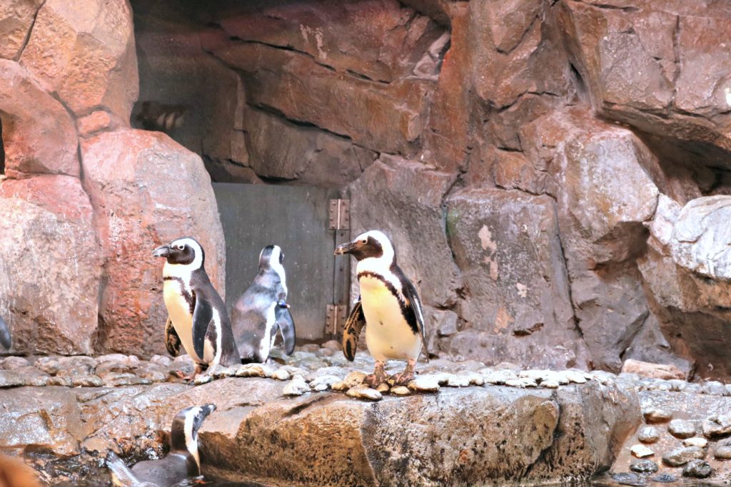 A group of penguins stand on the rocks in their exhibit at the Georgia Aquarium.