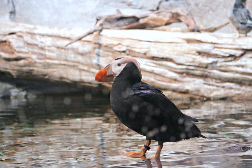 A puffin stands on a rock in the water of his habitat at the Georgia Aquarium.