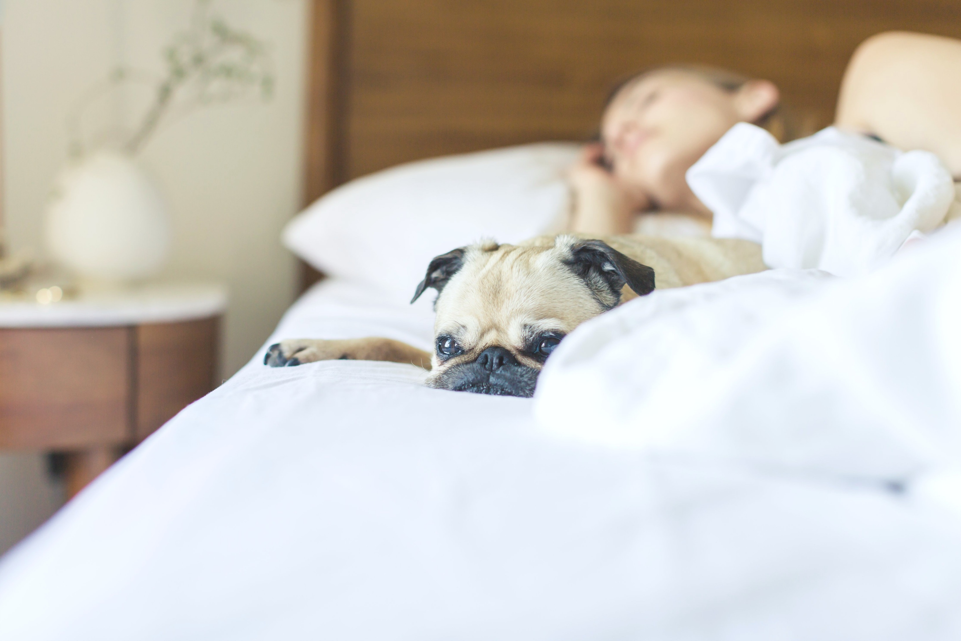 Woman sleeps soundly with her pug on the bed with her. 