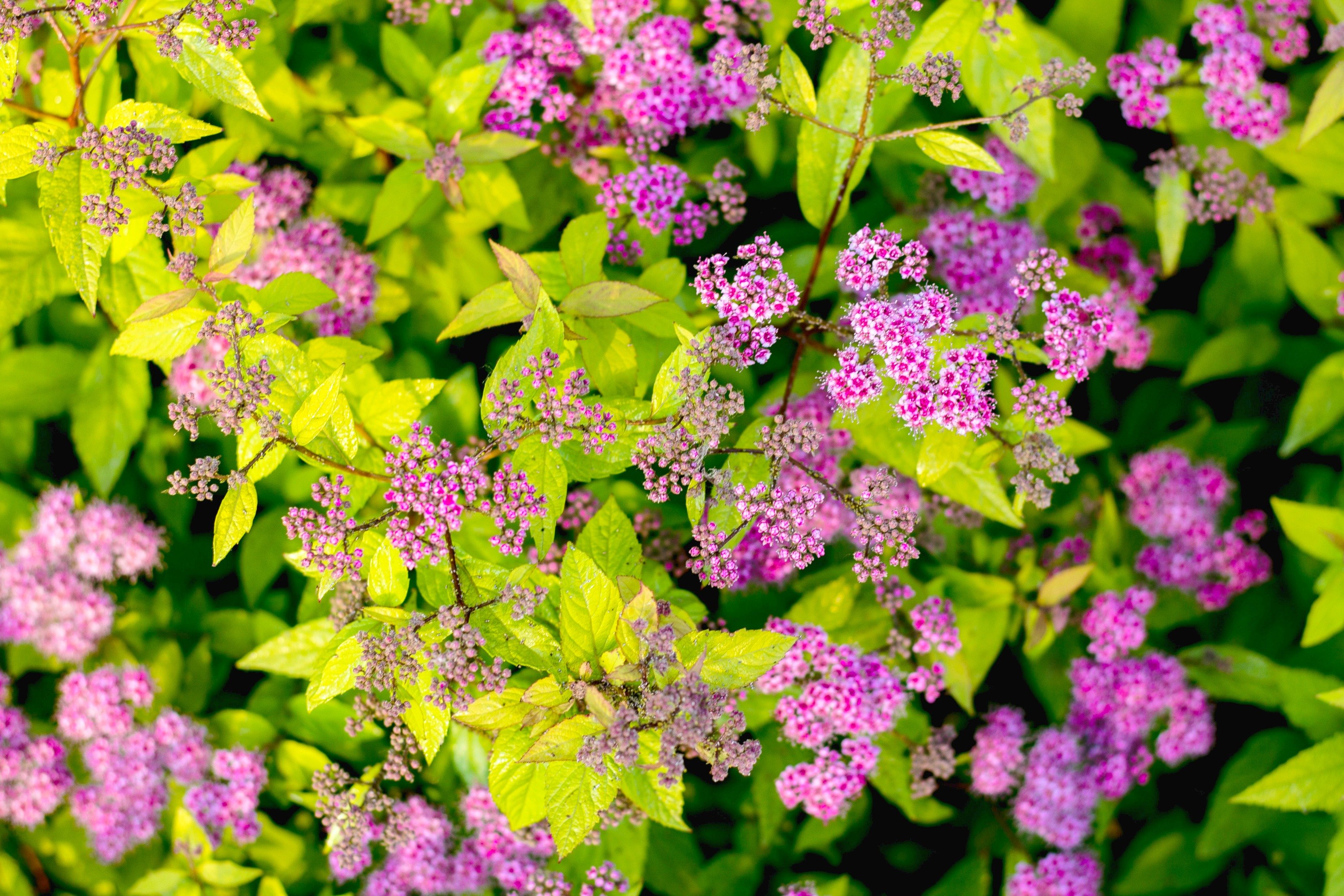 Bright pink flowers in a bush. 