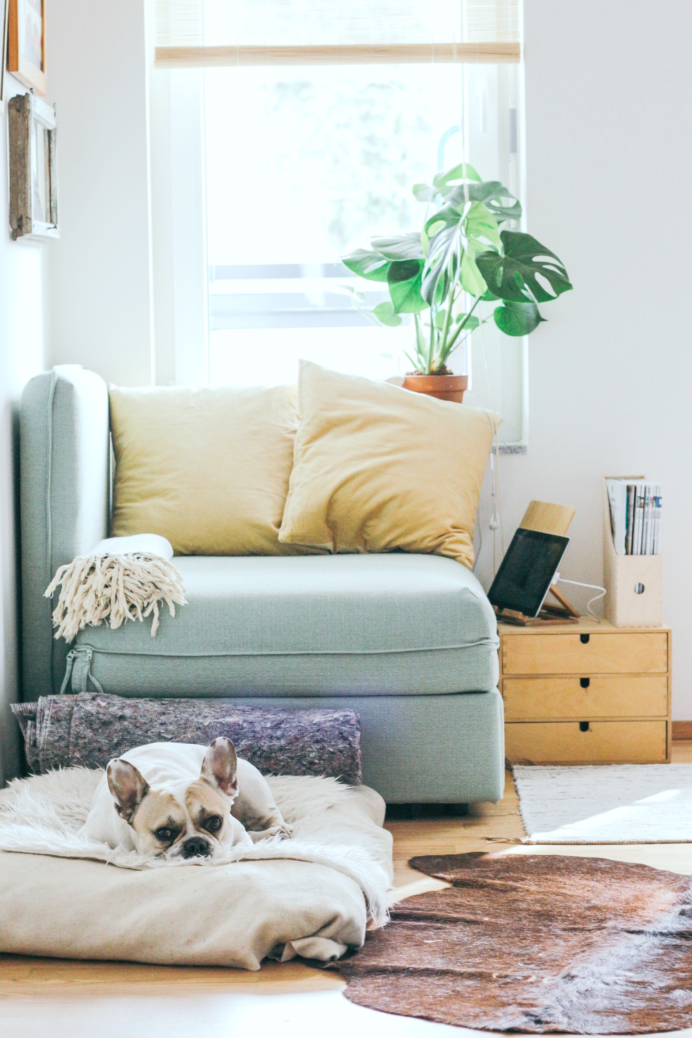 Dog sits on a pillow in the living room of a cooled house. 