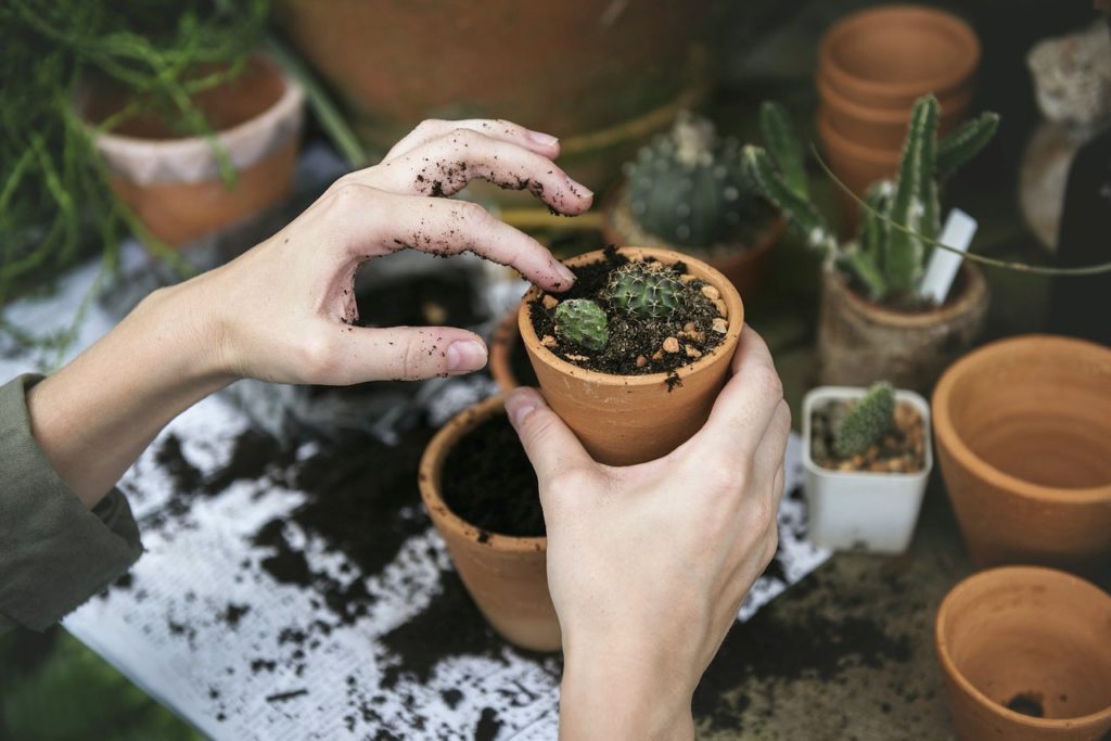 A woman plants a cactus in a clay pot. Soil is all over her work area. 