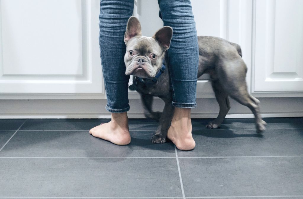 A blue french bulldog looks at the camera while he is at his master's feet. The floor is grey and durable. 
